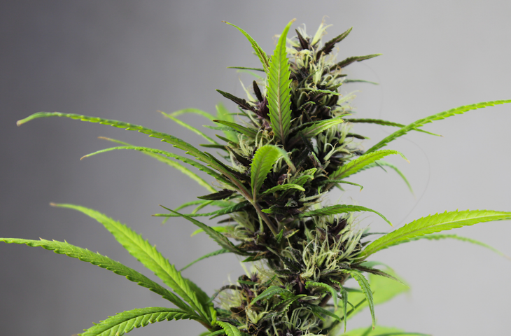 Grüne Cannabispflanze vor einem grauen Hintergrund