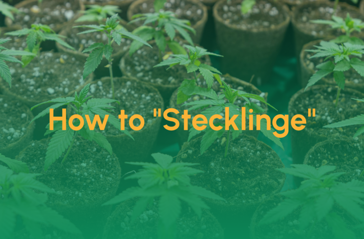 Teaser_How to Stecklinge
