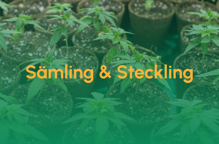 Teaser_Samling - Steckling