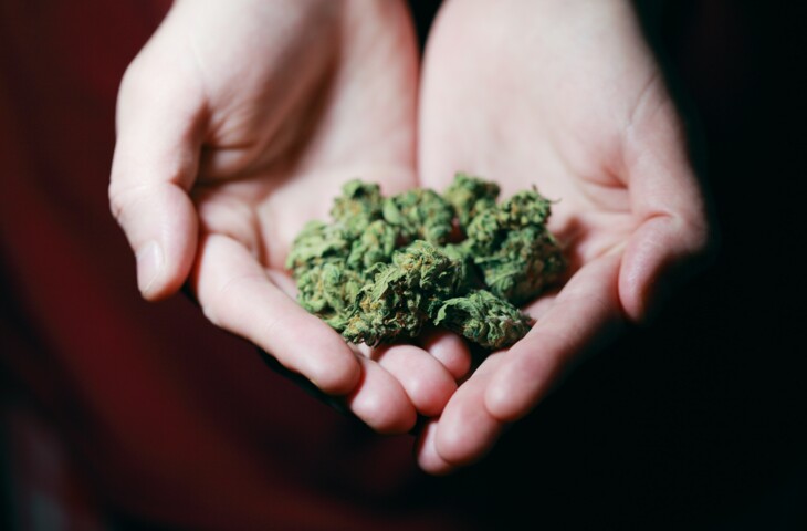 Hände die mehrere Cannabisblüten halten vor schwarzem Hintergrund