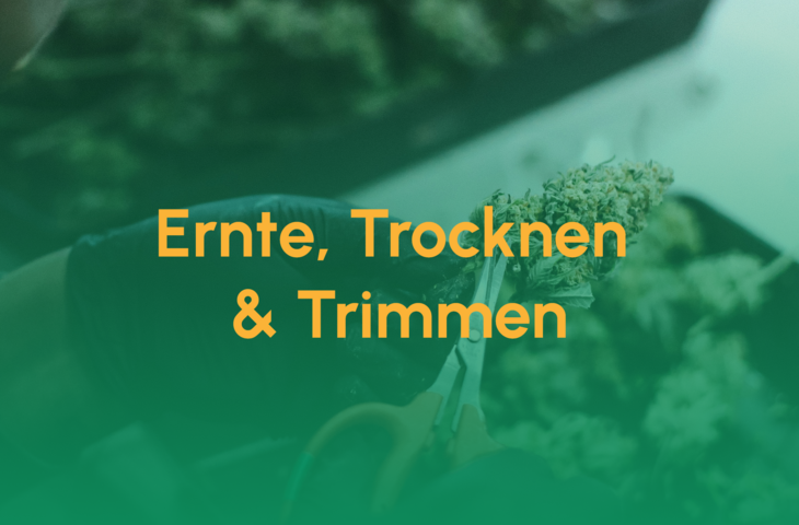 Teaser_Ernte, Trocknen & Trimmen