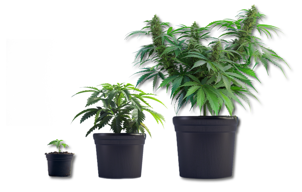 growing_header4