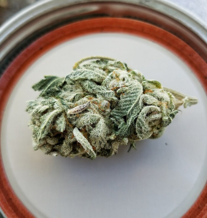 Wie unterscheide ich gutes von schlechtem Cannabis? 2 Cannabisbluete welche auf einem weissen Untergrund liegt
