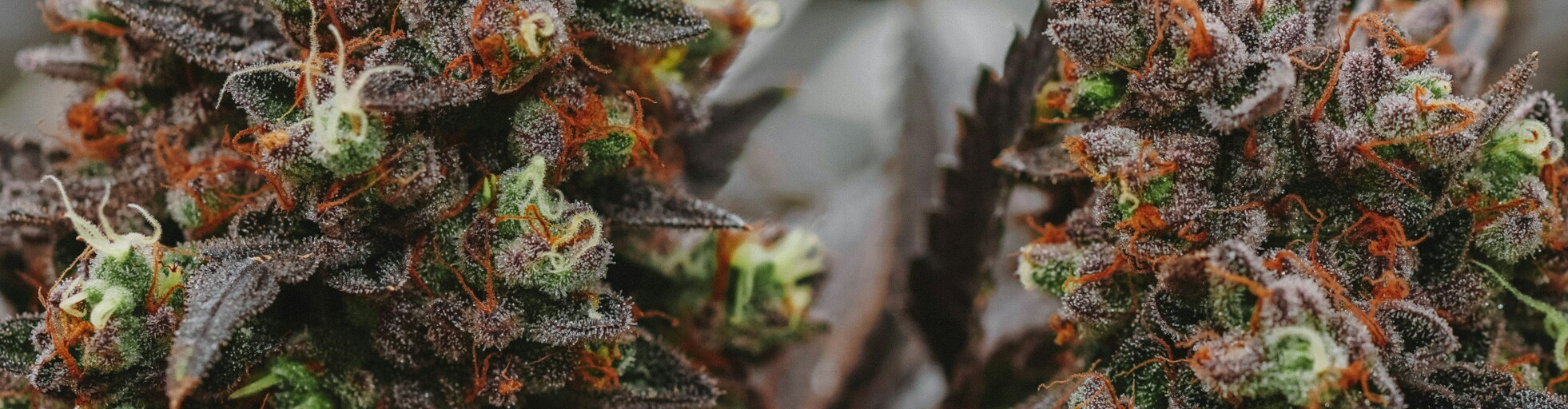 Reife Cannabis Pflanze welche bereit ist geerntet zu werden
