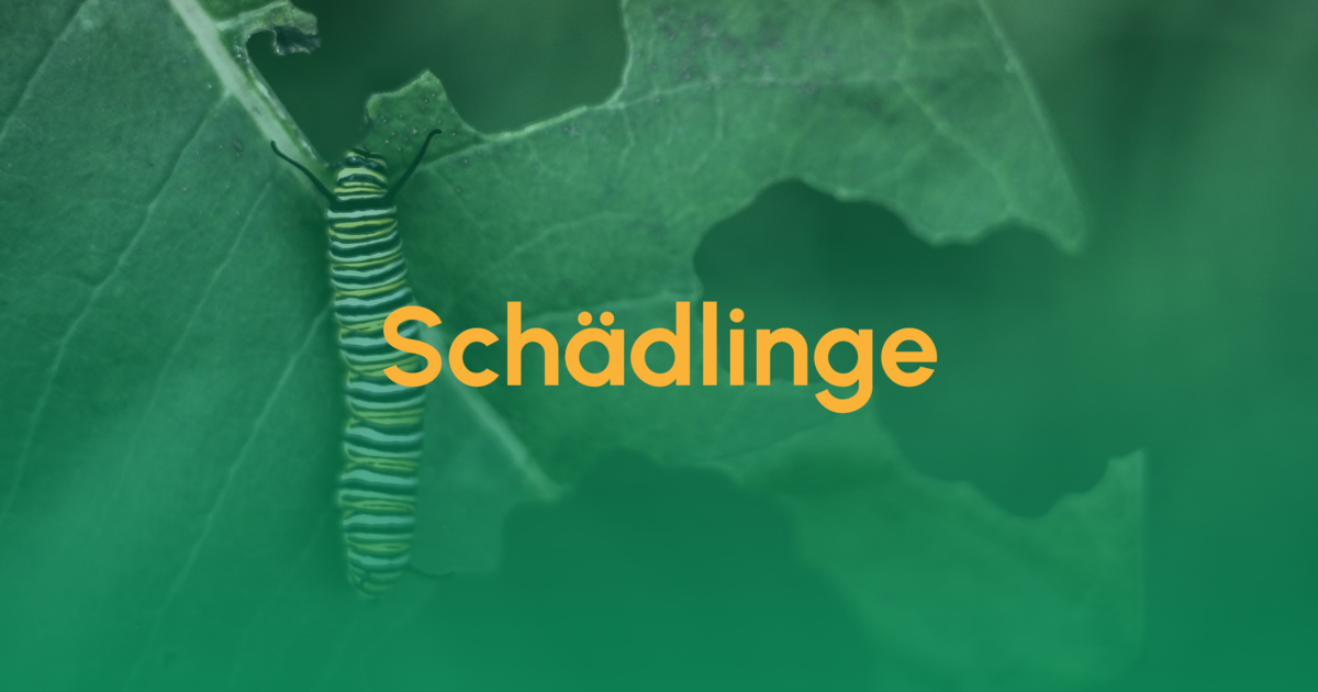 Schädlinge & Gegenmaßnahmen 1 Schaedlinge