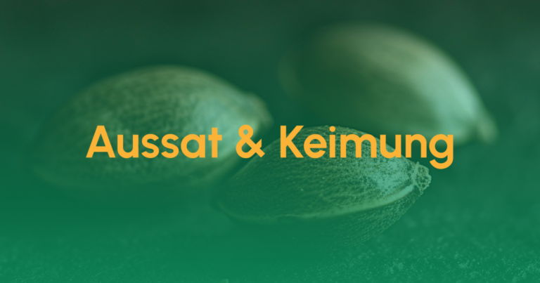 Teaser Aussat und Keimung
