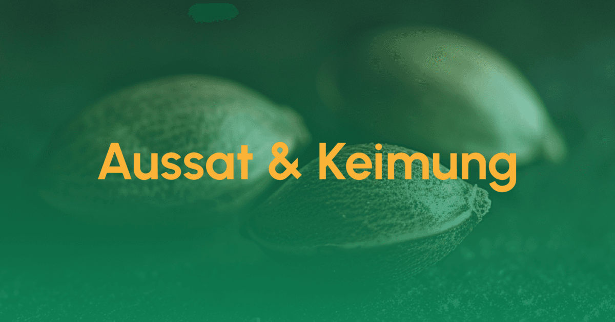 Teaser Aussat und Keimung