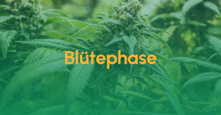 Teaser Bluetephase