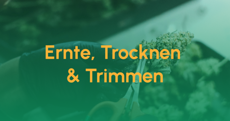 Teaser Ernte Trocknen Trimmen