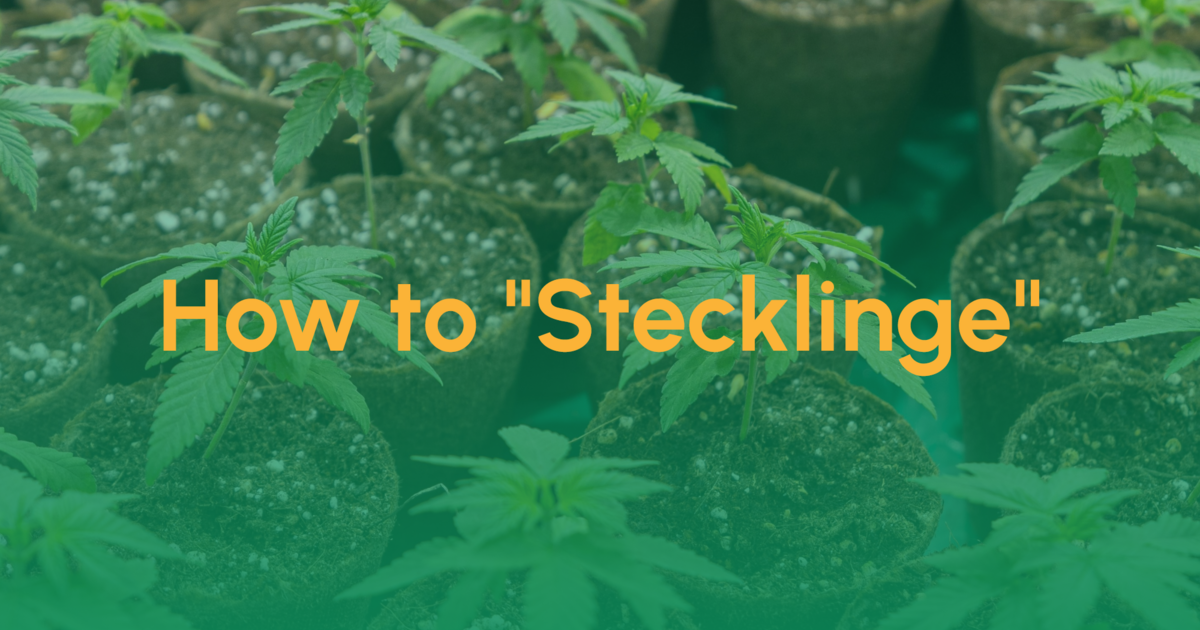 Cannabis-Stecklinge: Eine Schritt-für-Schritt-Anleitung 1 Teaser How to Stecklinge