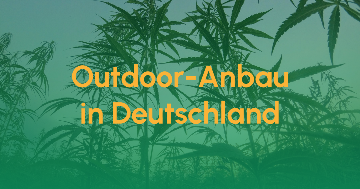 Outdoor-Growing in Deutschland - Eine kleine Anleitung 1 Teaser Outdoor Anbau Deutschland