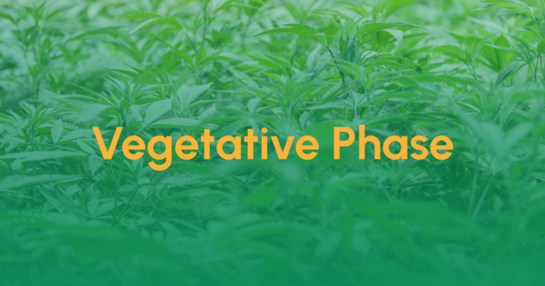 Teaser Vegetative Phase
