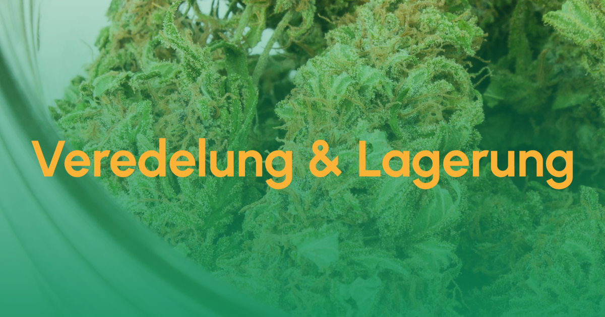Veredelung (Curing) und Lagerung von Cannabis 1 Teaser Veredelung und Lagerung