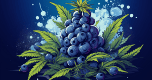 blueberry main