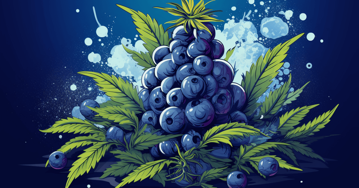 blueberry main