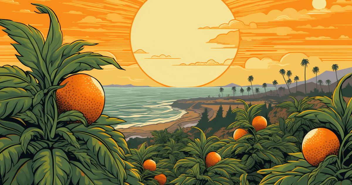 California Orange 1 california orange main
