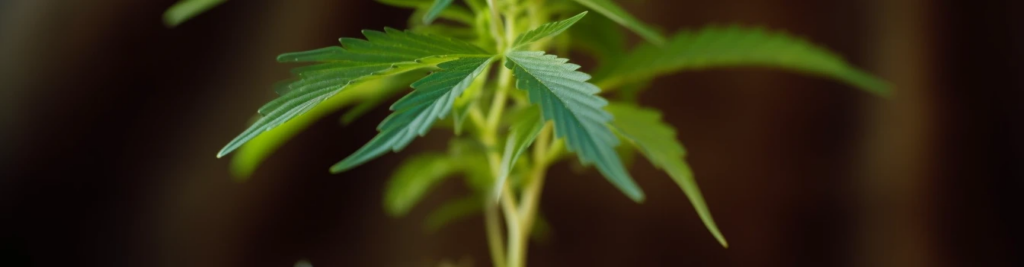 cannabis pflanze die aus Stofftopf waechst vor dunklem hintergrund