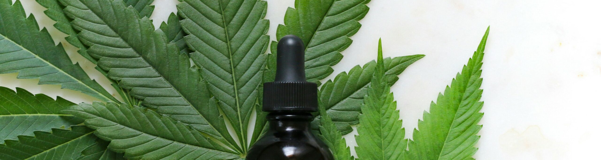 Cannabis Tinktur ganz einfach herstellen 2 cannabis tinktur rezept scaled