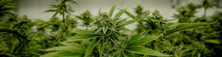 Wachstumsphasen 3 cannabispflanze in einem growingzelt unter einer growinglampe