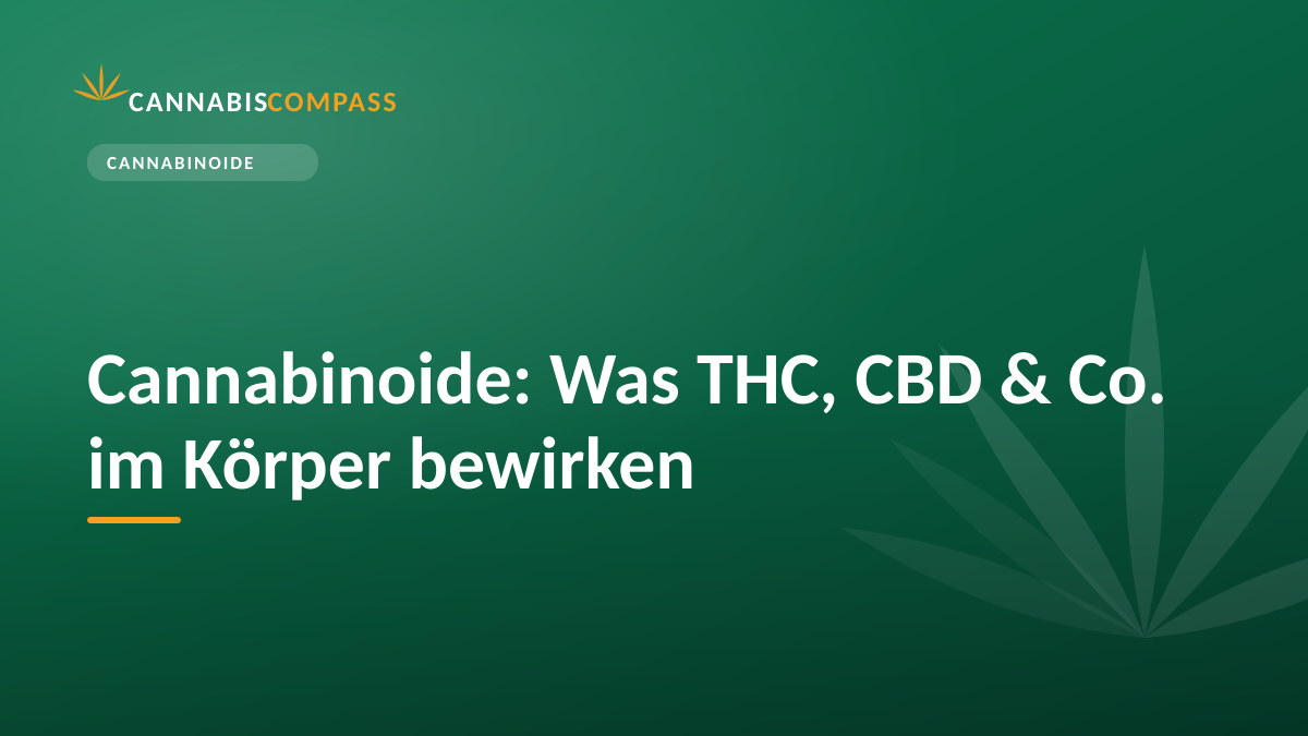 Cannabinoide: Was THC, CBD & Co. im Körper bewirken 1 Cannabinoide: Was THC, CBD & Co. im Körper bewirken