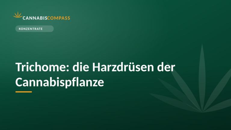 Trichome: die Harzdrüsen der Cannabispflanze