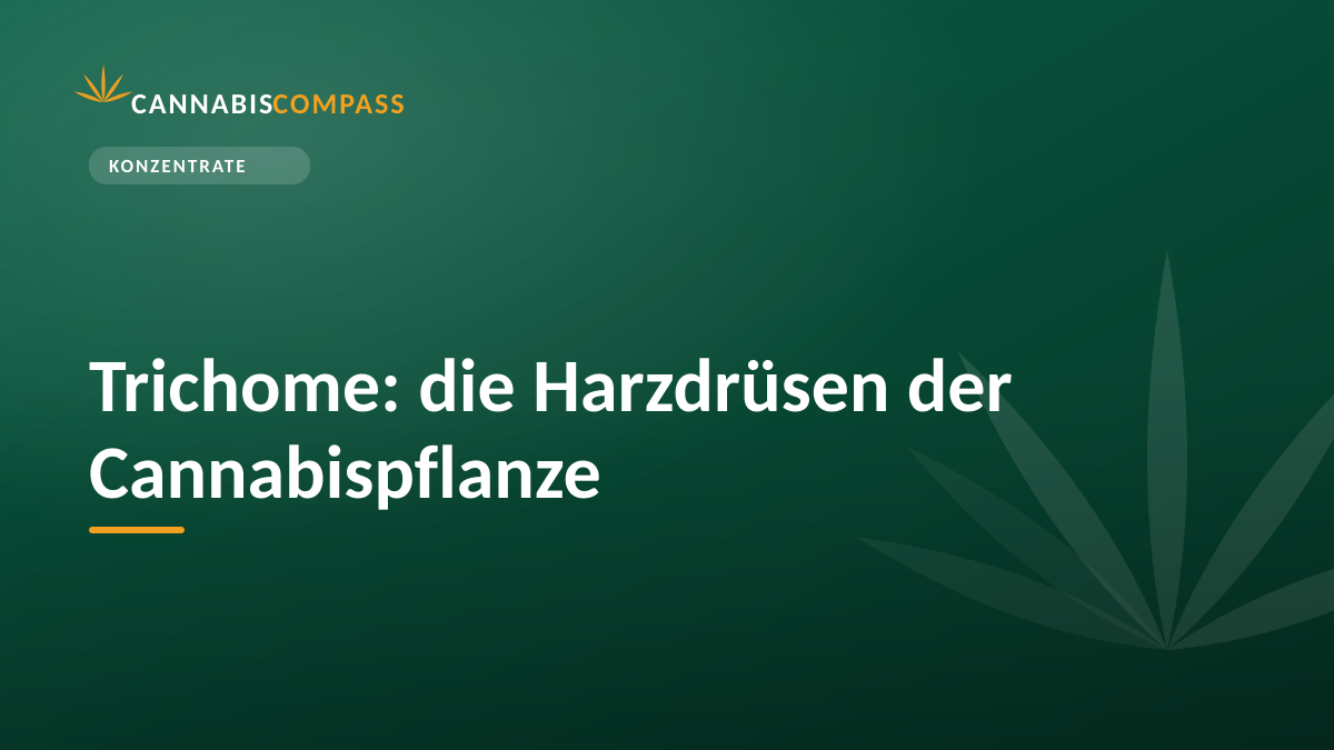 Trichome: die Harzdrüsen der Cannabispflanze 1 Trichome: die Harzdrüsen der Cannabispflanze