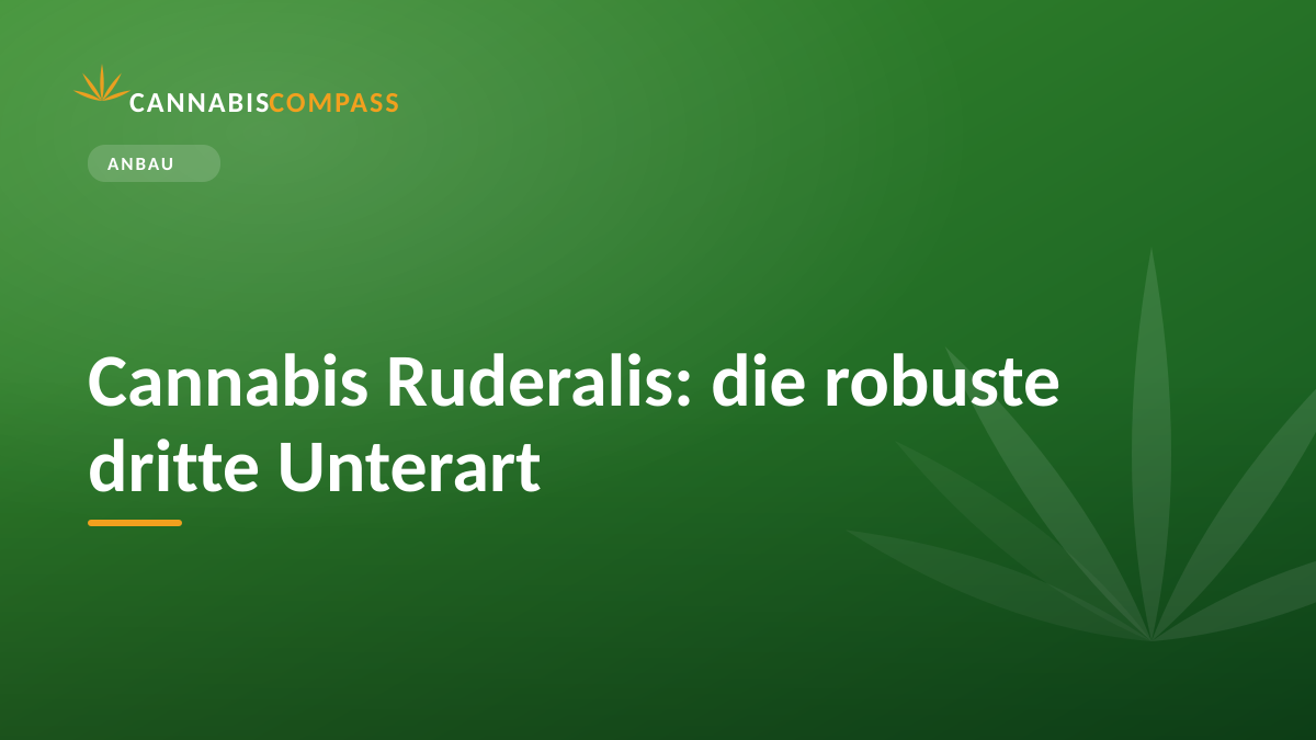 Cannabis Ruderalis: die robuste dritte Unterart