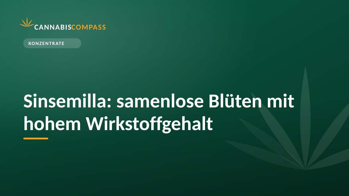 Sinsemilla: samenlose Blüten mit hohem Wirkstoffgehalt