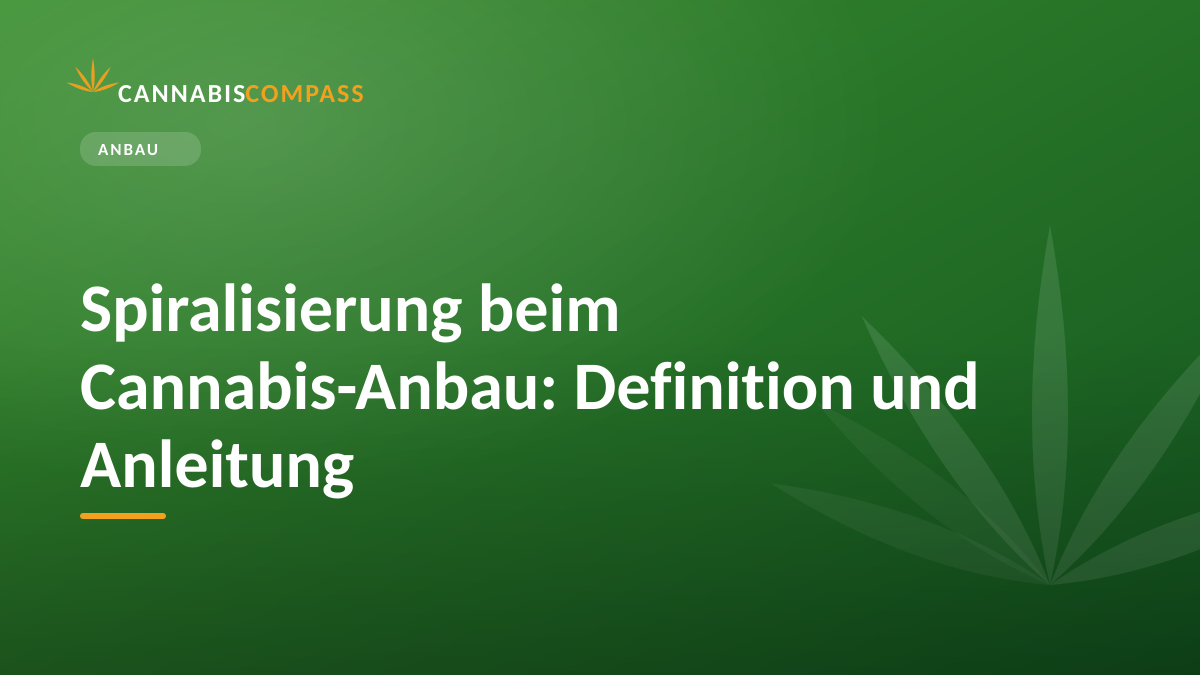 Spiralisierung beim Cannabis-Anbau: Definition und Anleitung 1 Spiralisierung beim Cannabis-Anbau: Definition und Anleitung