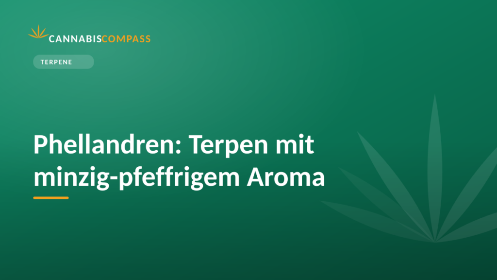 Phellandren: Terpen mit minzig-pfeffrigem Aroma