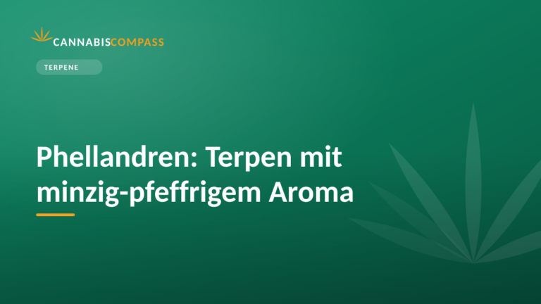 Phellandren: Terpen mit minzig-pfeffrigem Aroma 9 Phellandren: Terpen mit minzig-pfeffrigem Aroma
