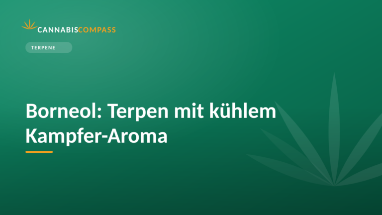 Borneol: Terpen mit kühlem Kampfer-Aroma 7 Borneol: Terpen mit kühlem Kampfer-Aroma