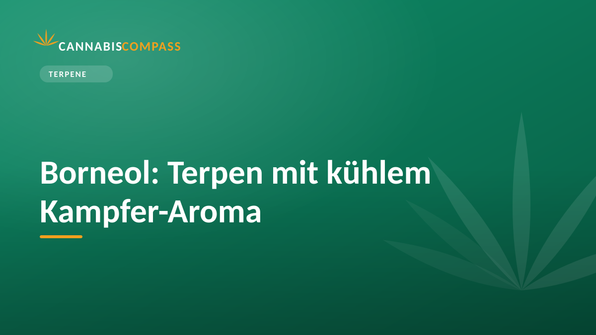 Borneol: Terpen mit kühlem Kampfer-Aroma