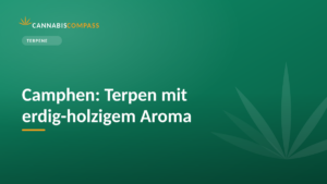 Camphen: Terpen mit erdig-holzigem Aroma