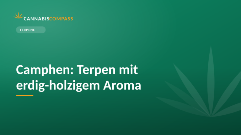 Camphen: Terpen mit erdig-holzigem Aroma 4 Camphen: Terpen mit erdig-holzigem Aroma
