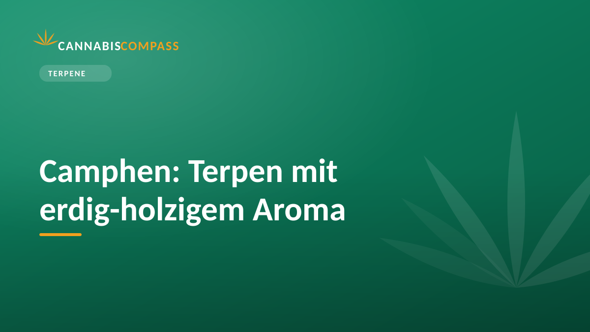 Camphen: Terpen mit erdig-holzigem Aroma 1 Camphen: Terpen mit erdig-holzigem Aroma
