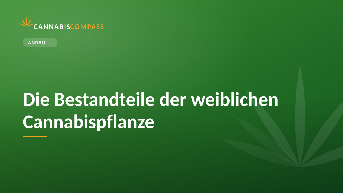 Die Bestandteile der weiblichen Cannabispflanze
