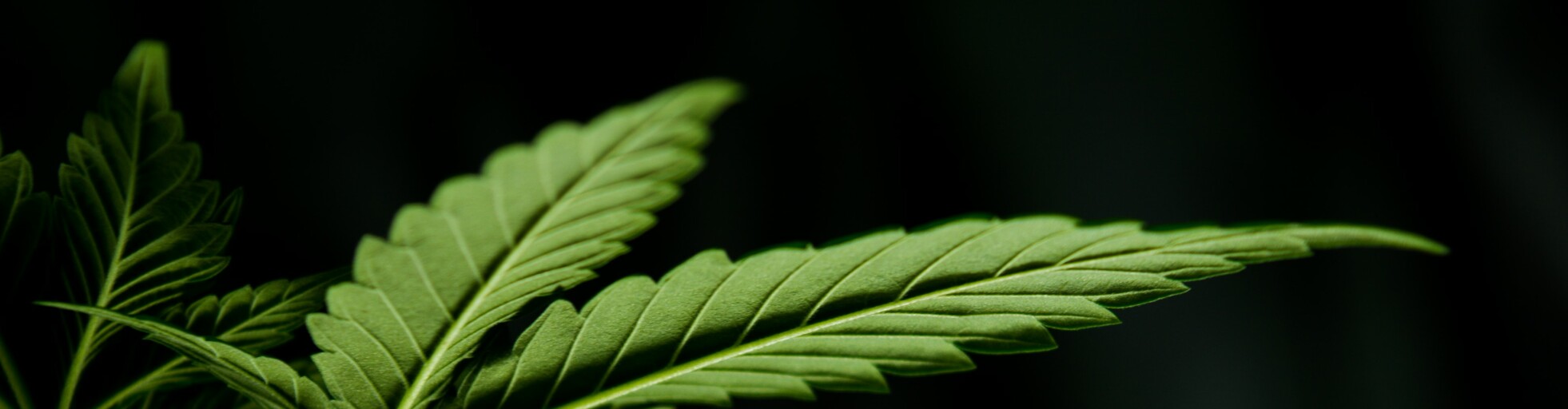 Krankheiten bei Cannabispflanzen 1 esteban lopez k6g3qSnYIo unsplash