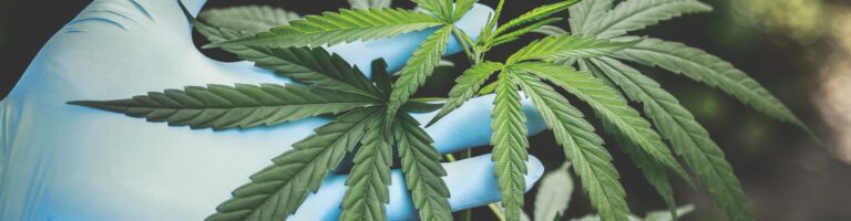 Setup & Zubehör 1 hand mit blauem handschuh welche eine cannabispflanze inspiziert