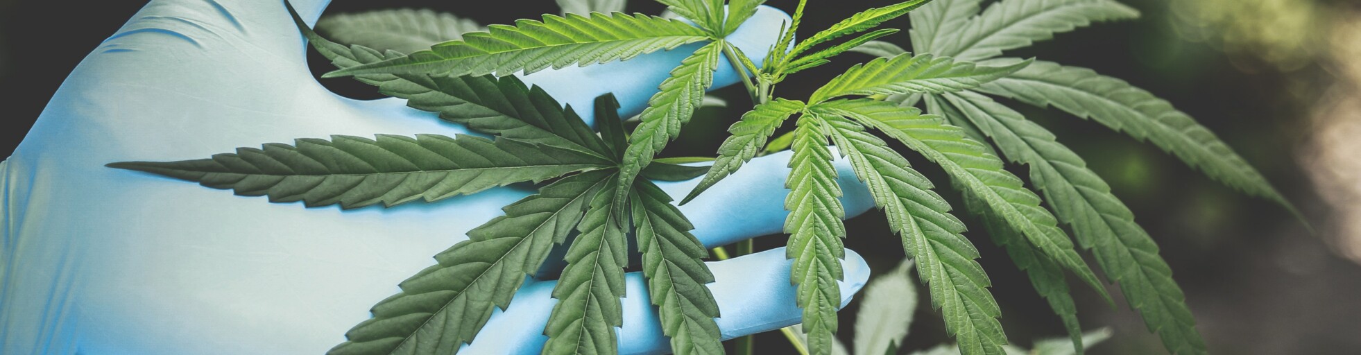 Setup & Zubehör 1 hand mit blauem handschuh welche eine cannabispflanze inspiziert