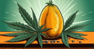 Mango Haze 3 mango haze main