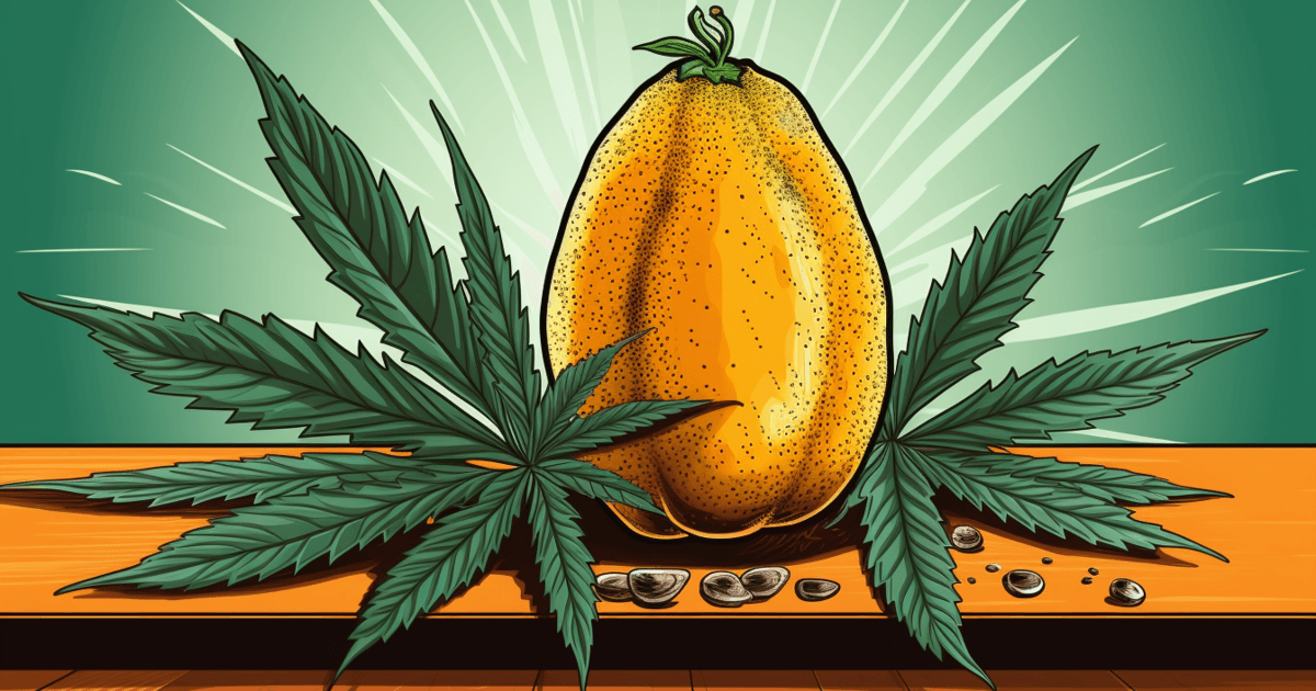 Mango Haze 1 mango haze main