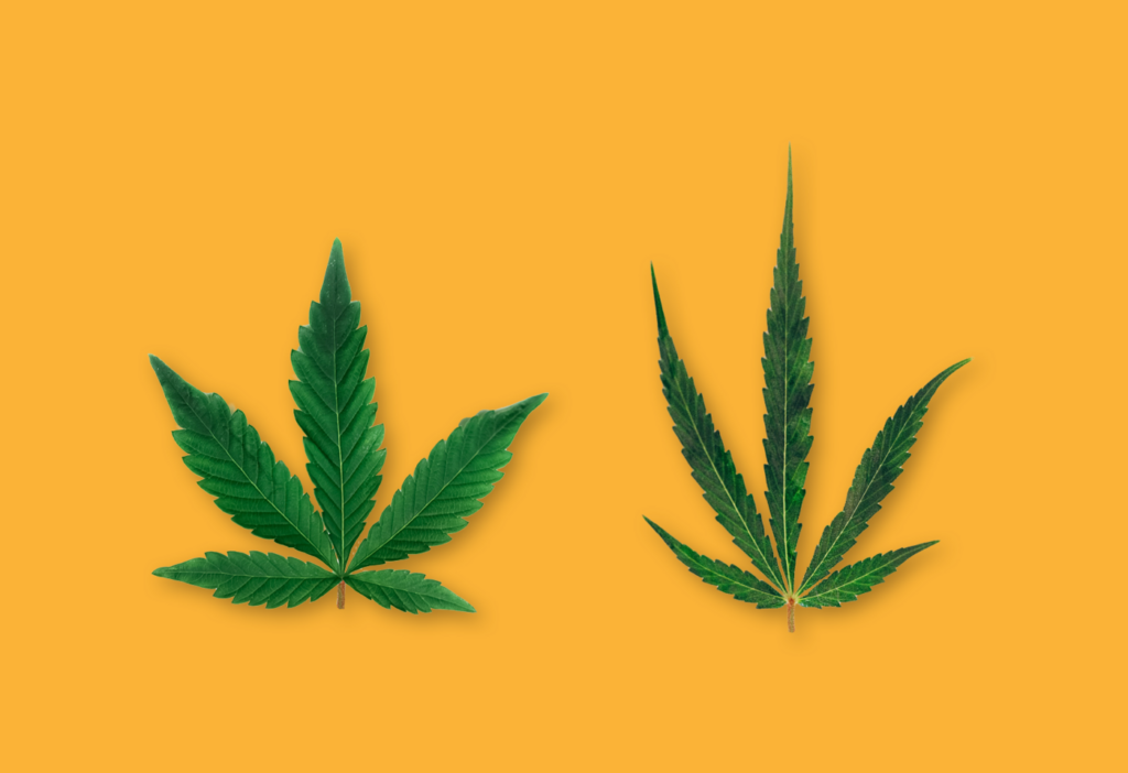 Was ist der Unterschied zwischen Indica und Sativa? 6 unterschied indica sativa